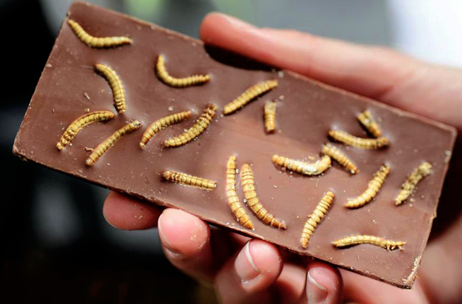 Insect fragments in chocolate