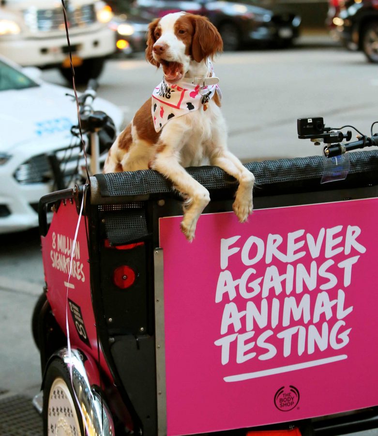 A dog at the parade